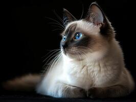 Balinese cat isolated on black background photo