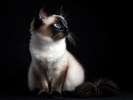 Balinese cat isolated on black background photo