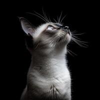Balinese cat isolated on black background photo