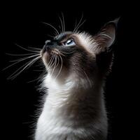 Balinese cat isolated on black background photo