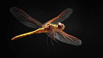 Dragonfly isolated on black background photo