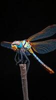 Dragonfly isolated on black background photo