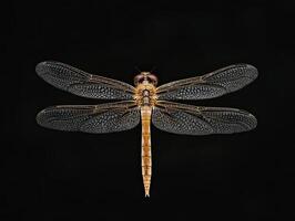 Dragonfly isolated on black background photo
