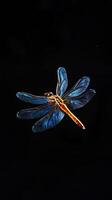 Dragonfly isolated on black background photo