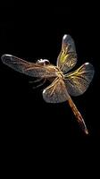 Dragonfly isolated on black background photo