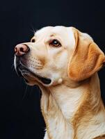 Labrador Retriever dog isolated on black background photo