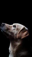 Labrador Retriever dog isolated on black background photo