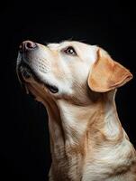 Labrador Retriever dog isolated on black background photo