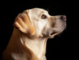 Labrador Retriever dog isolated on black background photo