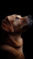 Labrador Retriever dog isolated on black background photo