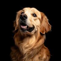 Golden Retriever dog isolated on black background photo