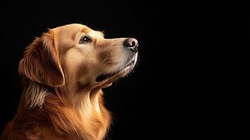 Golden Retriever dog isolated on black background photo