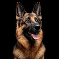 German Shepherd dog isolated on black background photo