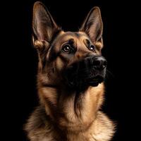 German Shepherd dog isolated on black background photo