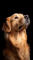 Golden Retriever dog isolated on black background photo