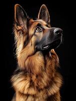 German Shepherd dog isolated on black background photo