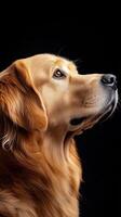 Golden Retriever dog isolated on black background photo