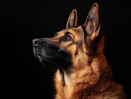 German Shepherd dog isolated on black background photo