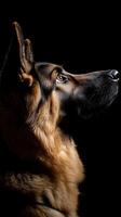 German Shepherd dog isolated on black background photo