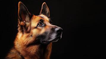 German Shepherd dog isolated on black background photo