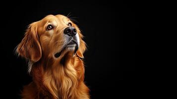 Golden Retriever dog isolated on black background photo
