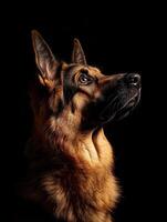 German Shepherd dog isolated on black background photo