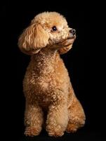 Poodle dog isolated on black background photo