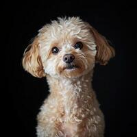 Poodle dog isolated on black background photo