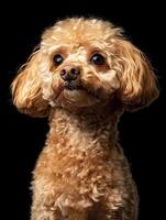 Poodle dog isolated on black background photo