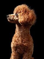 Poodle dog isolated on black background photo