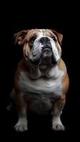 Bulldog isolated on black background photo