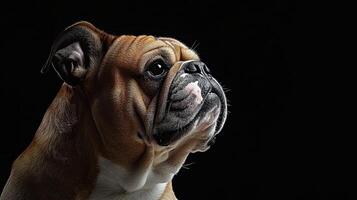 Bulldog isolated on black background photo