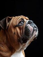 Bulldog isolated on black background photo
