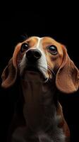 Beagle dog isolated on black background photo