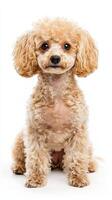 Poodle dog isolated on white background photo
