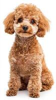 Poodle dog isolated on white background photo
