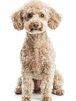 Poodle dog isolated on white background photo