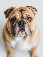 Bulldog isolated on white background photo