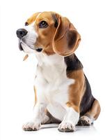 Beagle dog isolated on white background photo