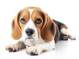 Beagle dog isolated on white background photo
