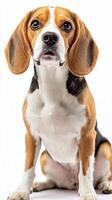Beagle dog isolated on white background photo