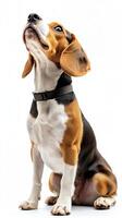 Beagle dog isolated on white background photo