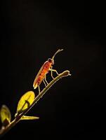 Firefly isolated on black background photo