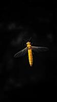Firefly isolated on black background photo