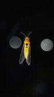 Firefly isolated on black background photo