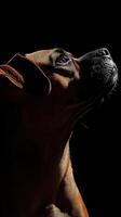 Boxer dog isolated on black background photo