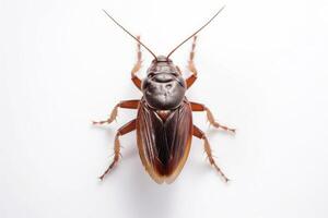 A cockroach on a white background photo