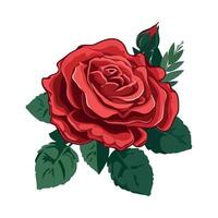 Red rose illustration isolated on white background vector