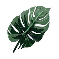 A green monstera leaf on a white background vector