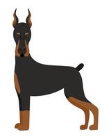 A doberman dog is standing on a white background vector